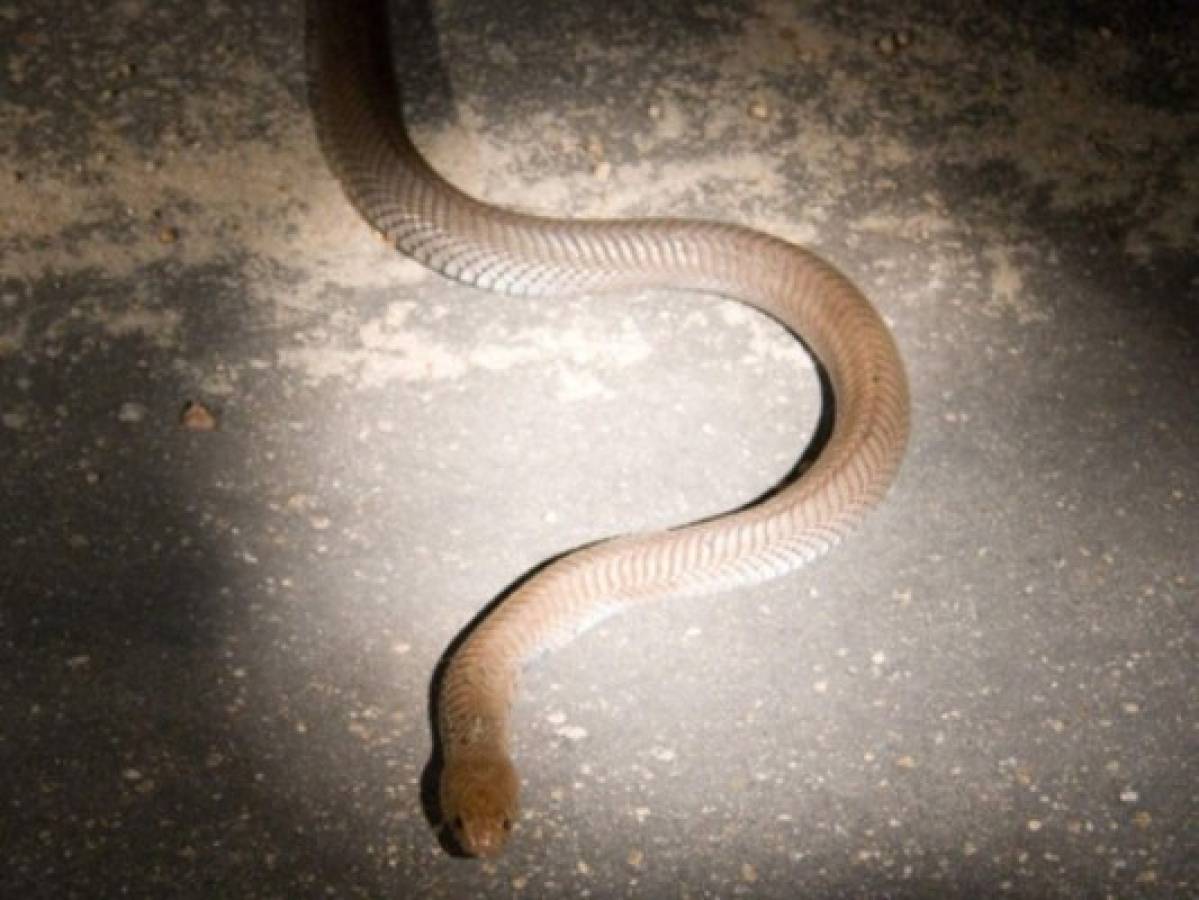 Vídeo: Encuentran una serpiente venenosa en un inodoro