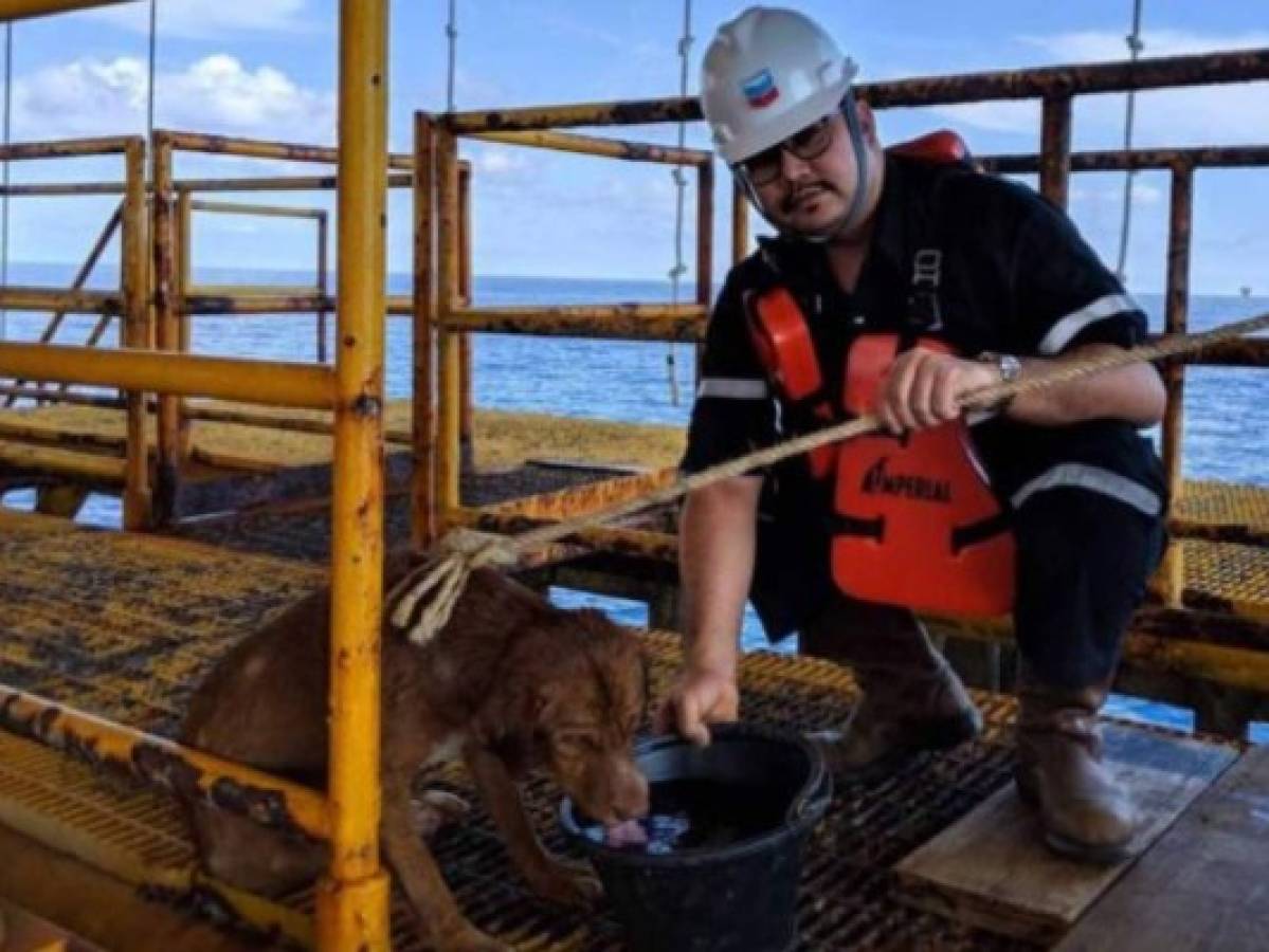 Perro aparece nadando a 217 kilómetros de la costa de Tailandia