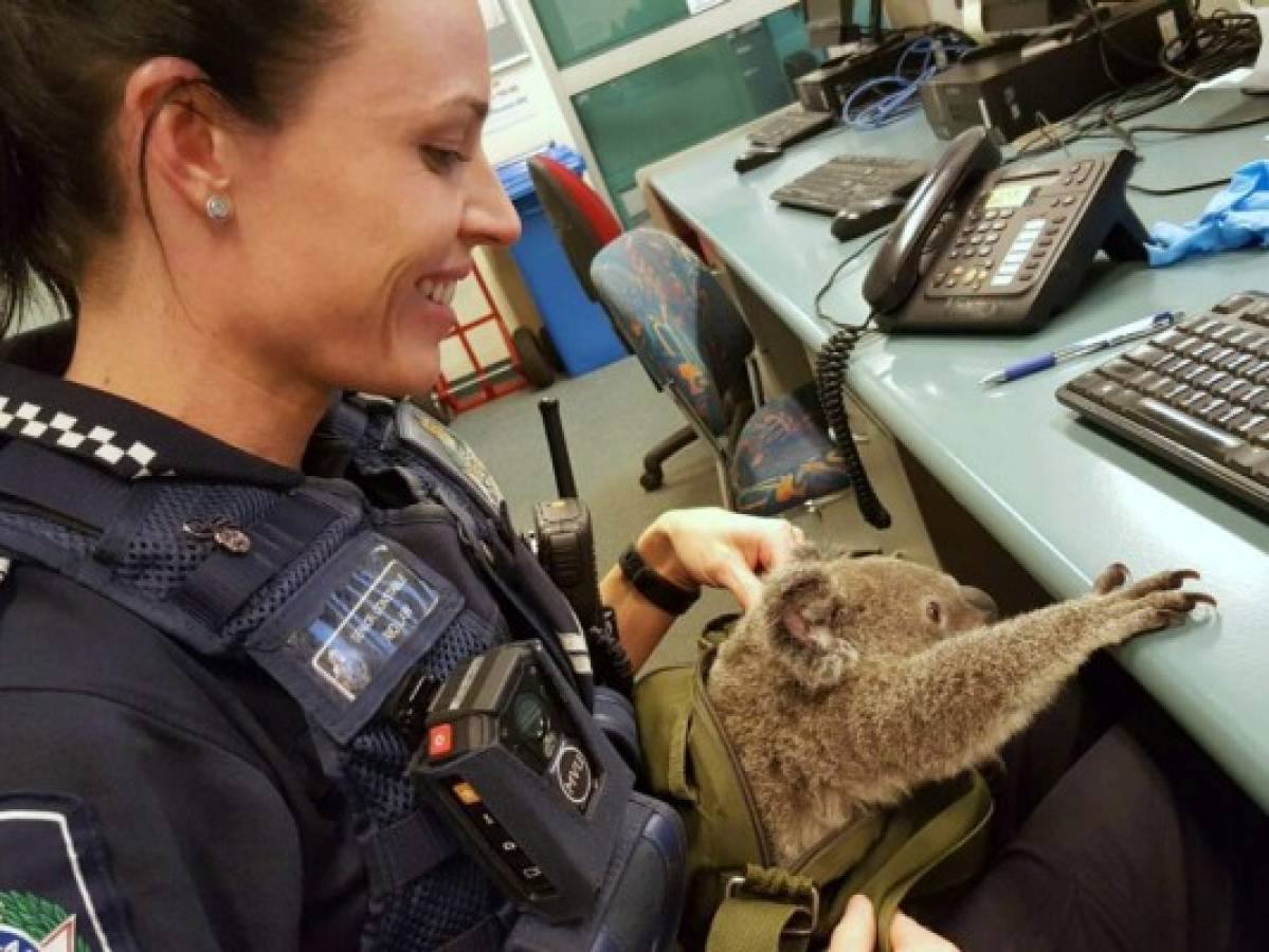 Australia: Una mujer cargaba un koala en una maleta