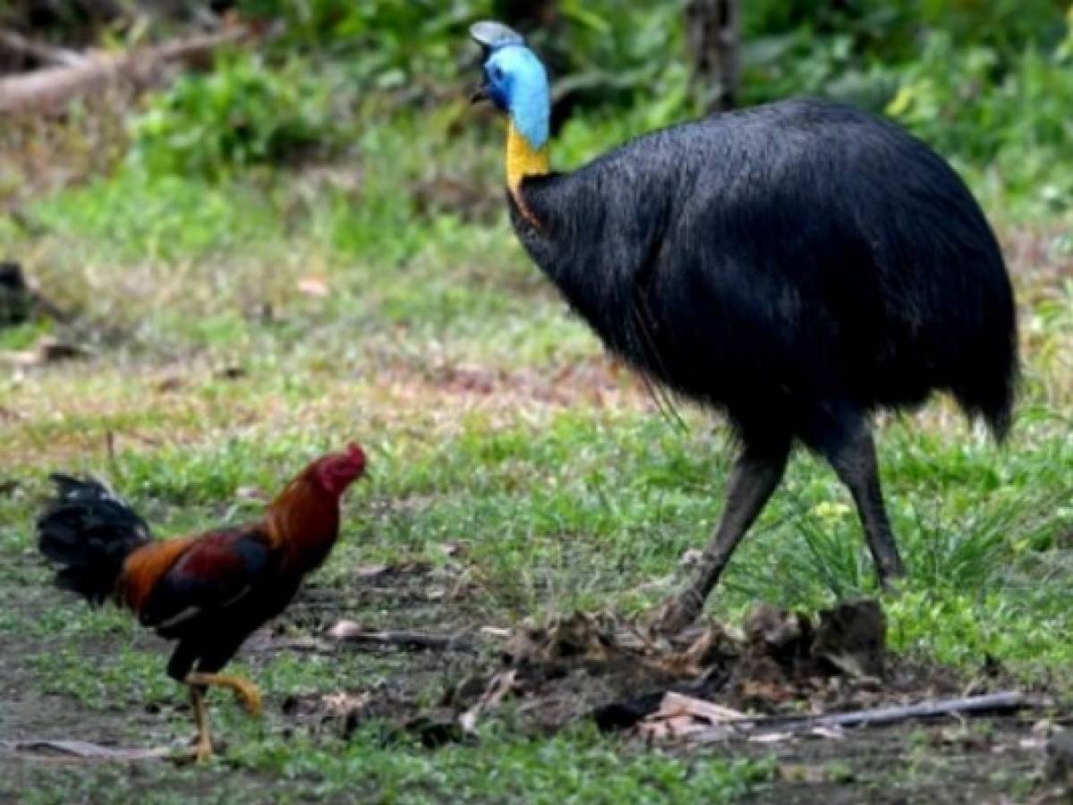 El pájaro exótico que mató a su dueño en EEUU será subastado