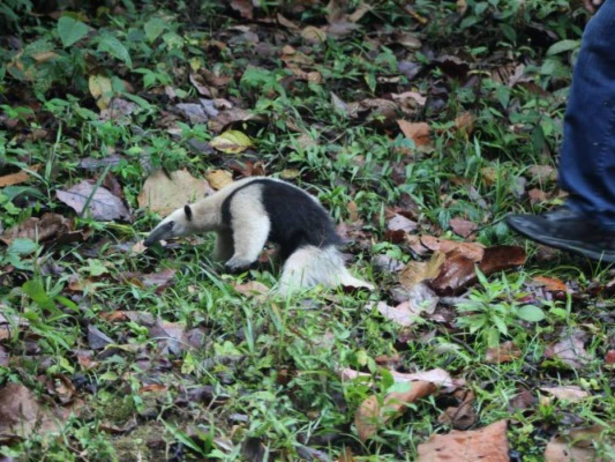 Liberan a oso hormiguero que había sido hurtado de PANACAM