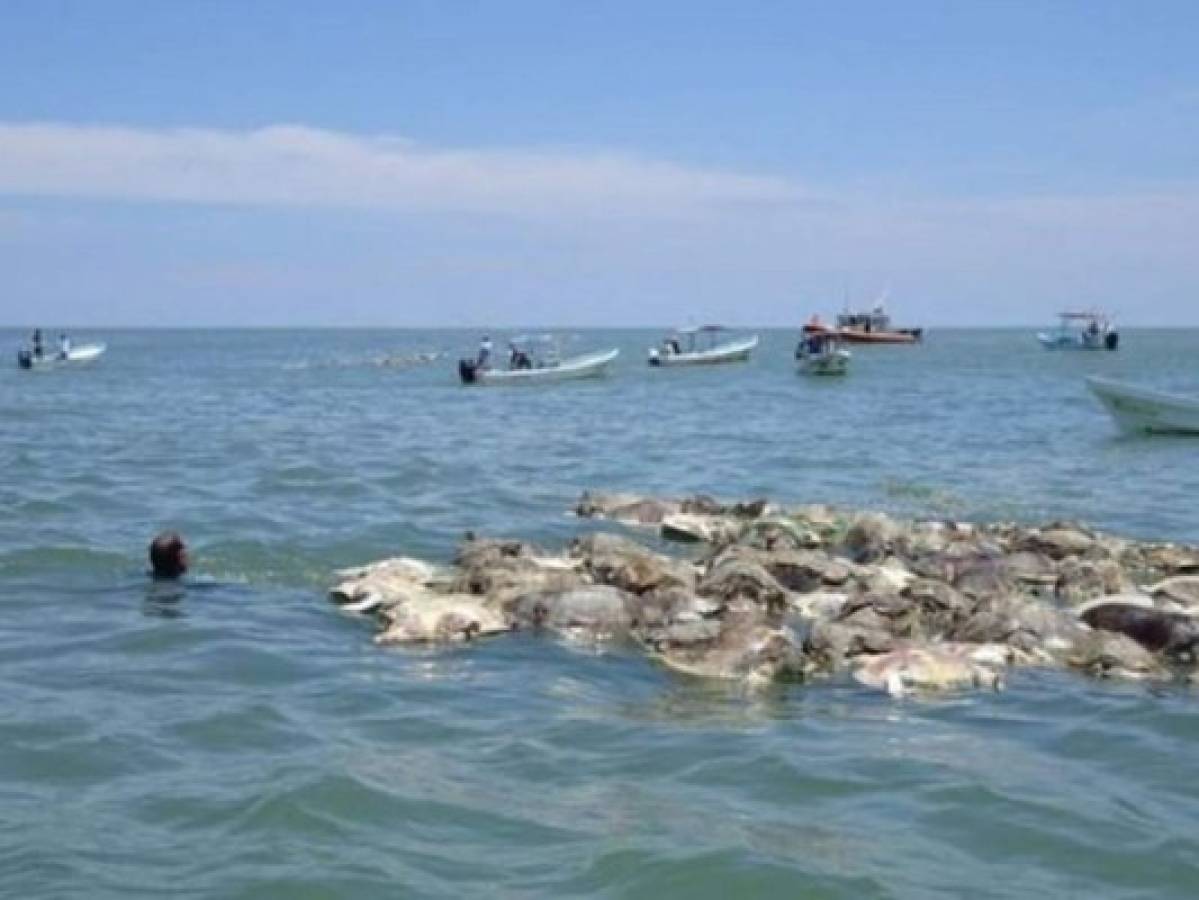 300 tortugas murieron atrapadas en redes en las costas de Oaxaca, México