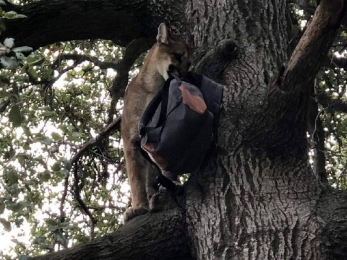 Niño de tres años sobrevive tras sufrir ataque de un puma en EEUU