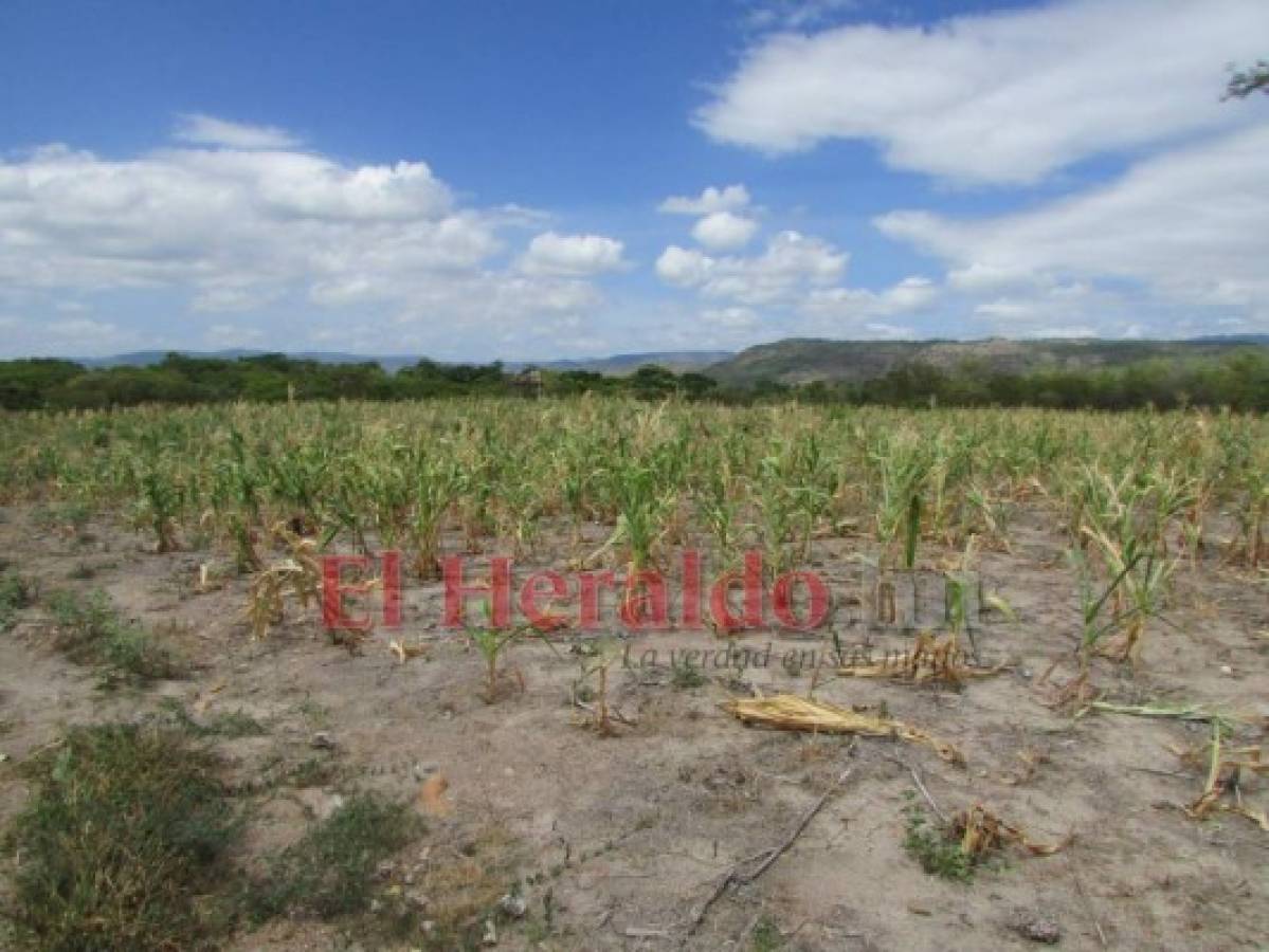 El Niño en fase neutra será hasta junio