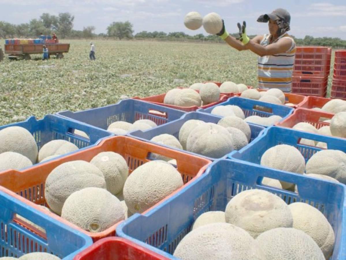 Melonera de capital japonés confirma que mantiene su operación en Honduras