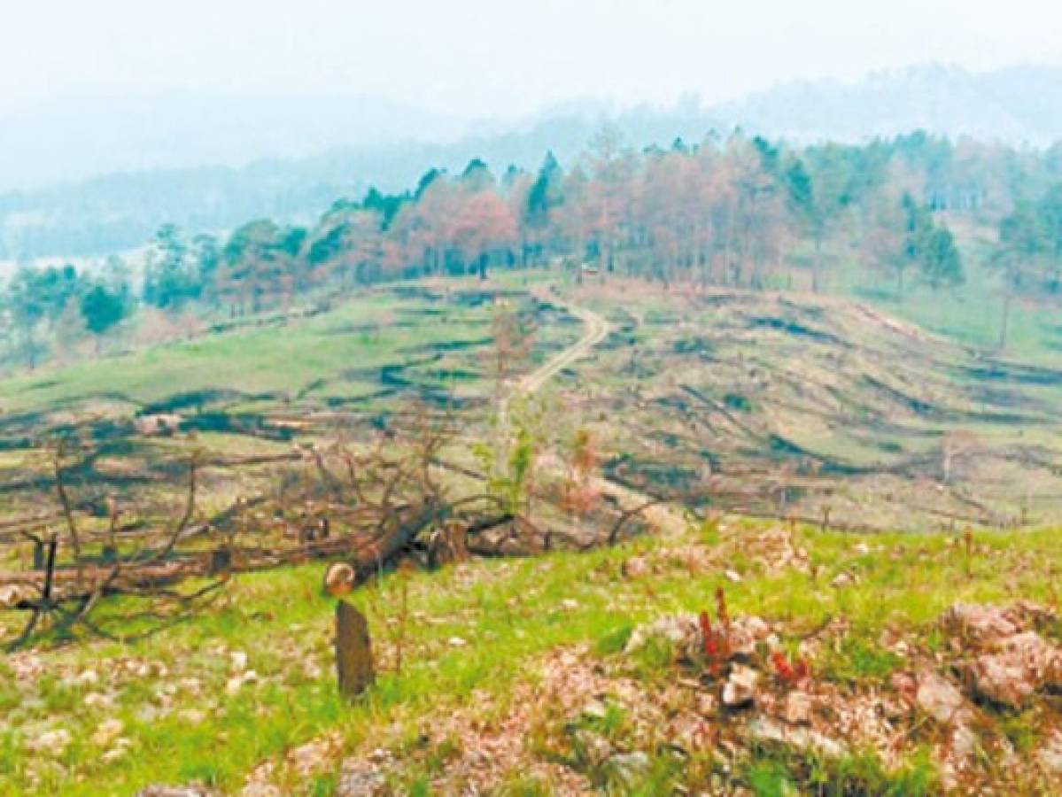 Destruidas 63 mil hectáreas de bosque en Comayagua