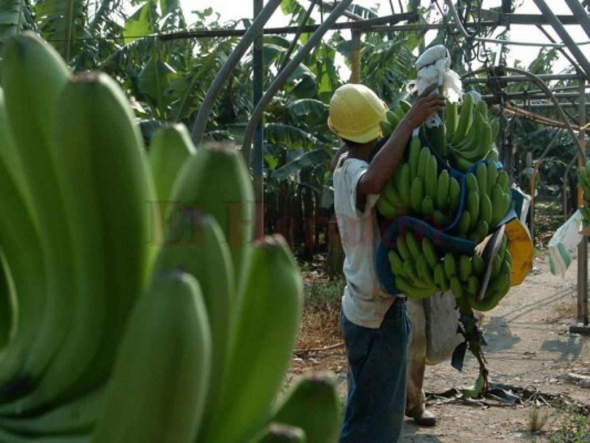 La exportación de banano de Honduras cae en 7.3 millones de dólares