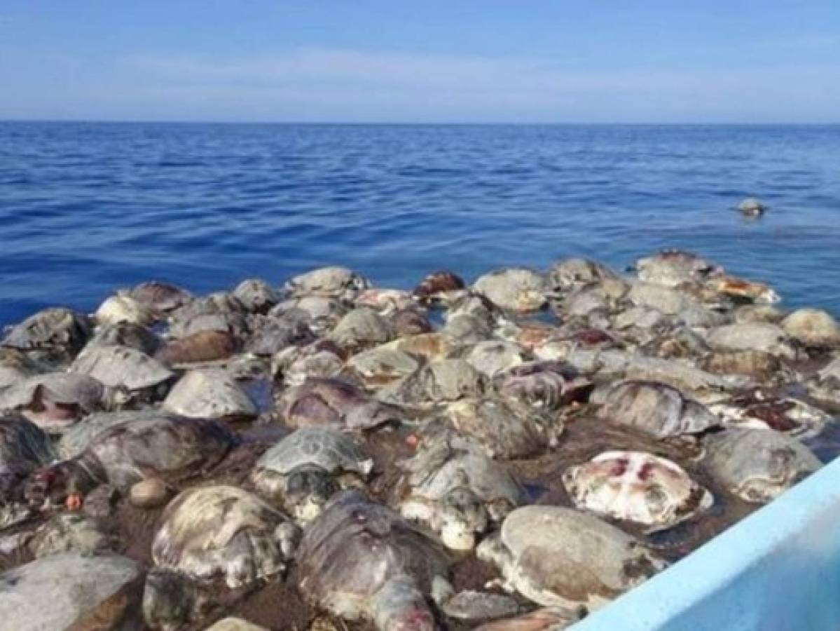 300 tortugas murieron atrapadas en redes en las costas de Oaxaca, México