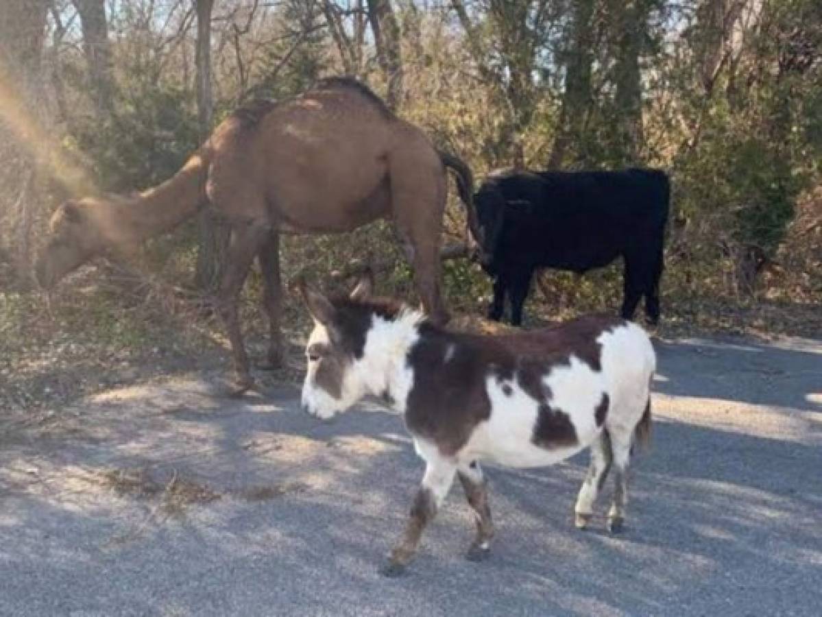 Hallan camello, vaca y burro juntos como recreando Navidad