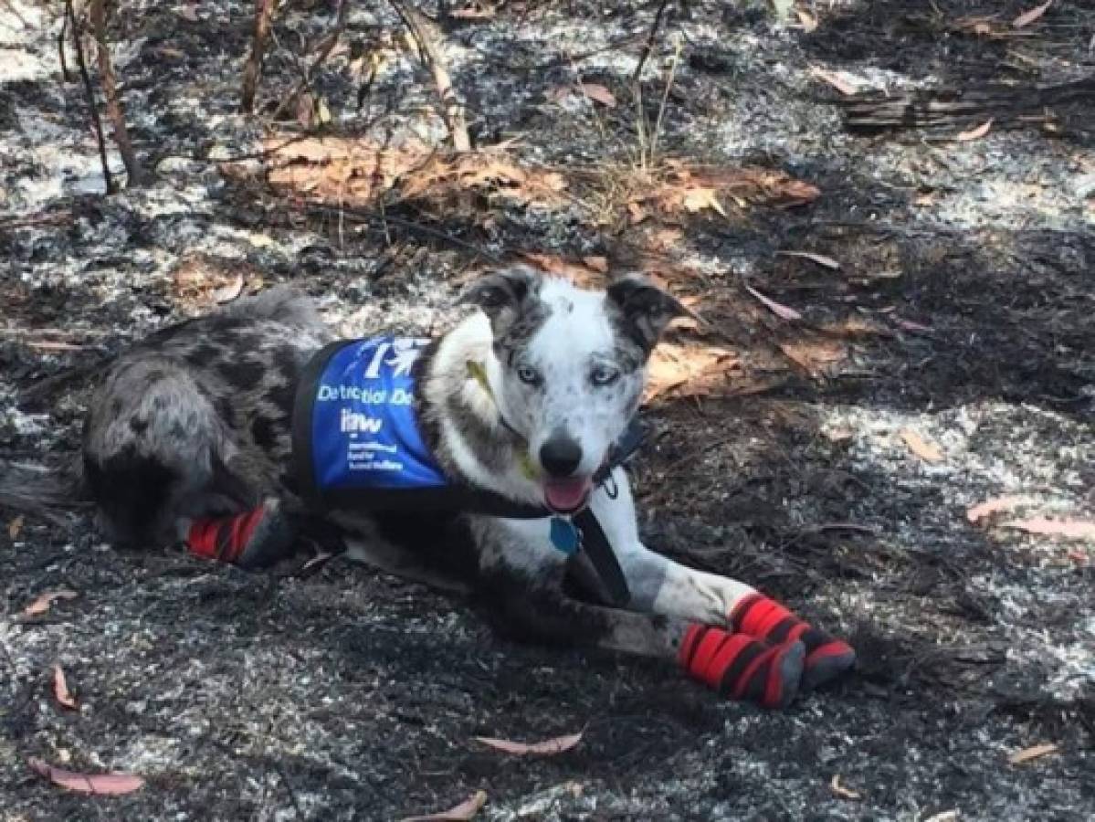 Oso fue rescatado y entrenado para encontrar tanto koalas como dasyurus, animales propios de Asutralia.