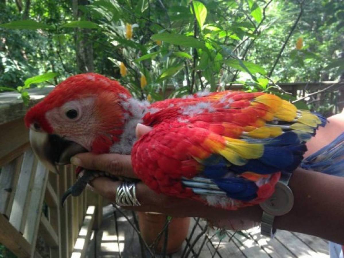 Ginger, el vuelo de una guacamaya