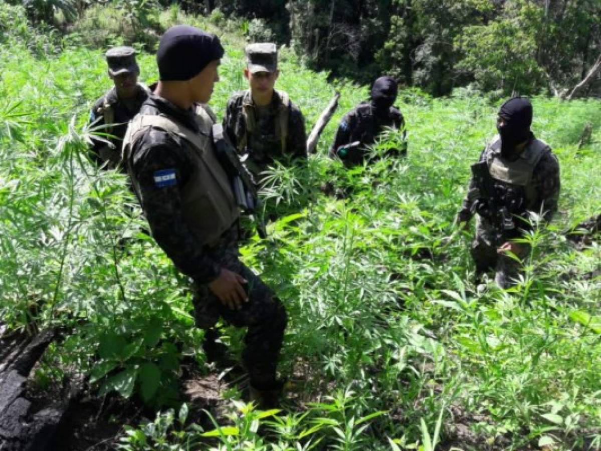 Aseguran unas 40 manzanas de terreno de supuesta marihuana en Tocoa, Colón