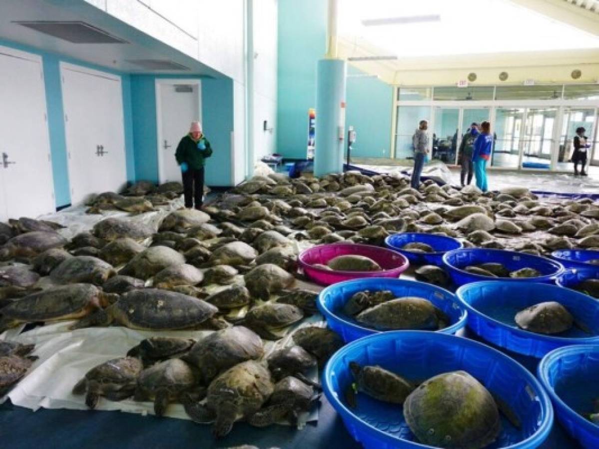 Rescatan a miles de tortugas aturdidas por el frío en Texas