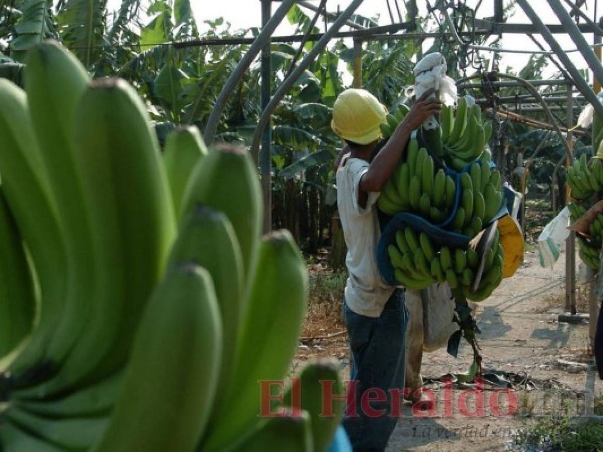 Traslado de Chiquita Brands afecta a más de 160 cooperativas bananeras