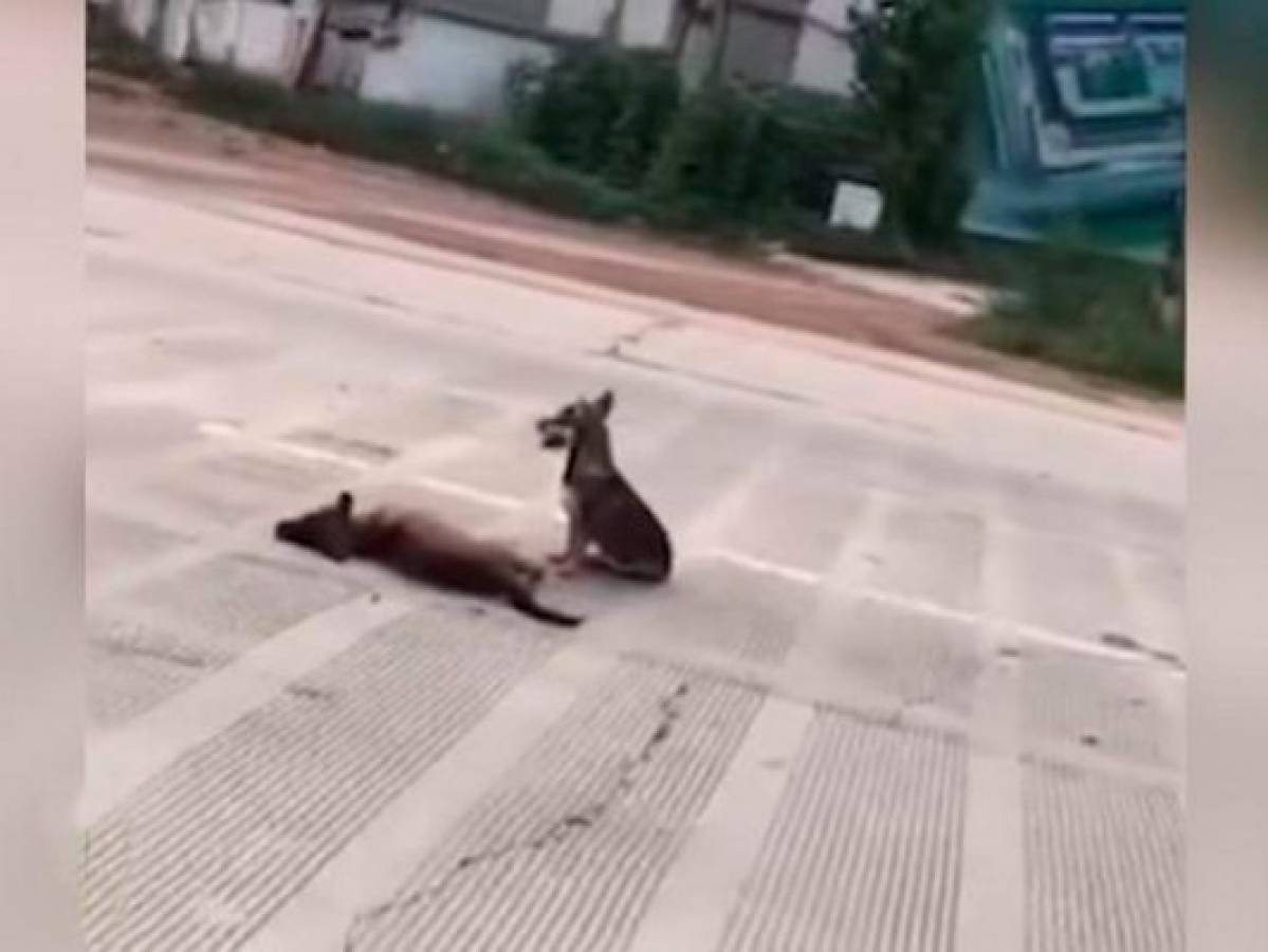 Viral: Perro se niega a abandonar el cadáver de su amigo muerto y conmueve en las redes