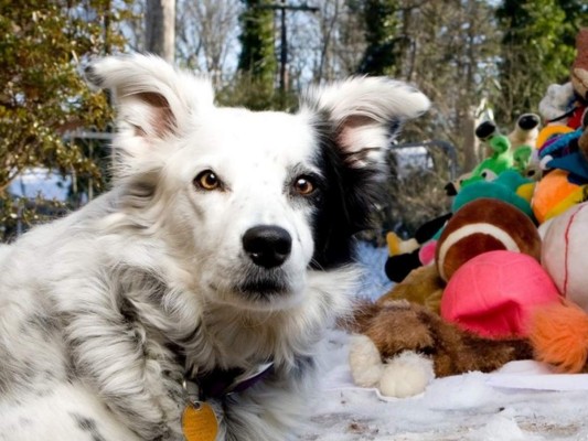 Muere el perro más inteligente del mundo; sabía más de mil sustantitvos