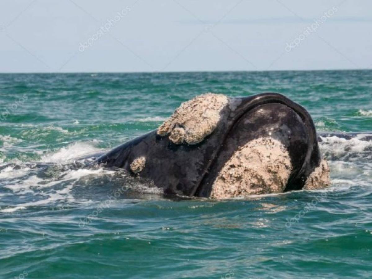 Tribu se comerá una ballena que murió al impactar contra un barco