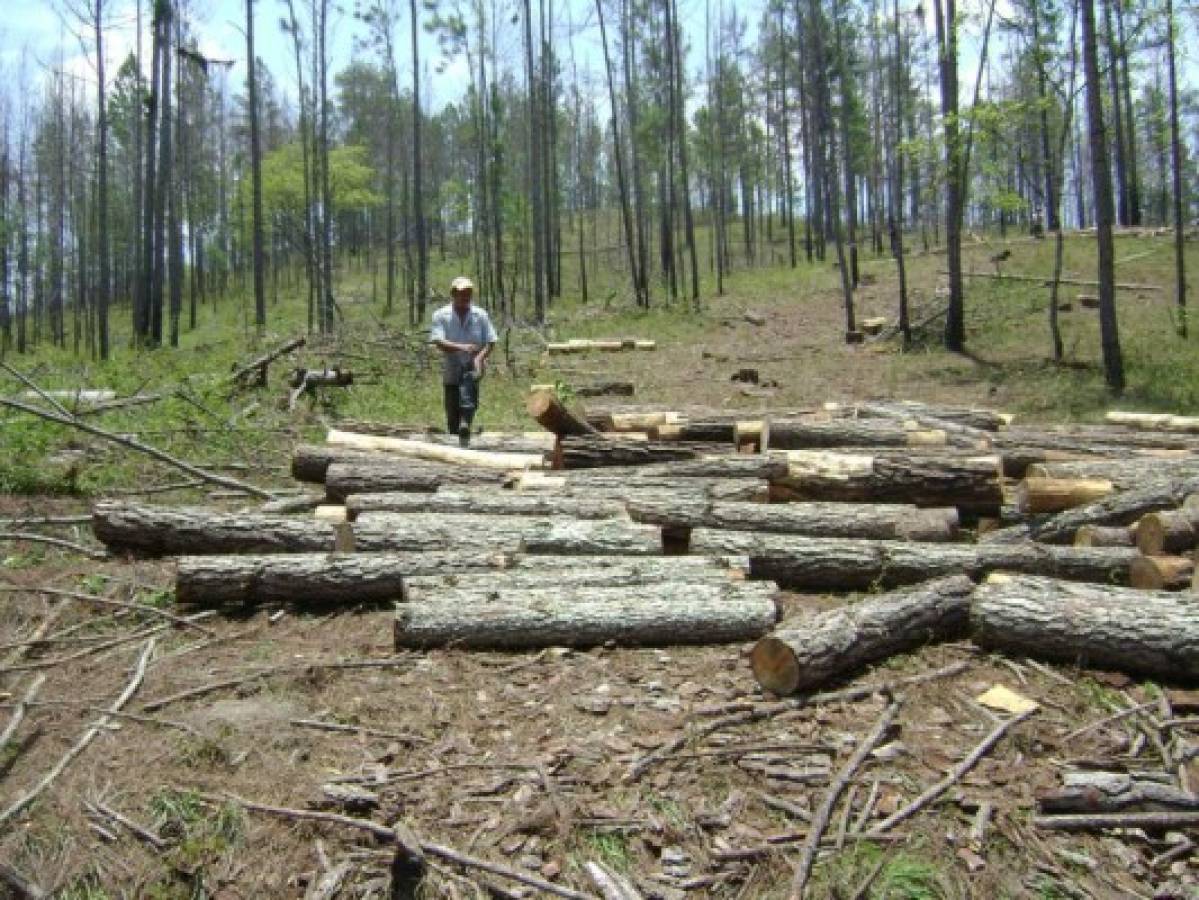 Salvadoreños luchan por salvar pinos atacados por gorgojo destructor