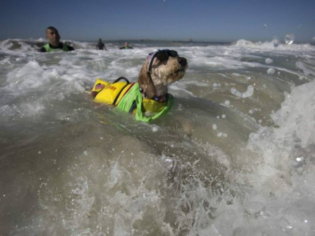 Perros participan en peculiar competencia de surf