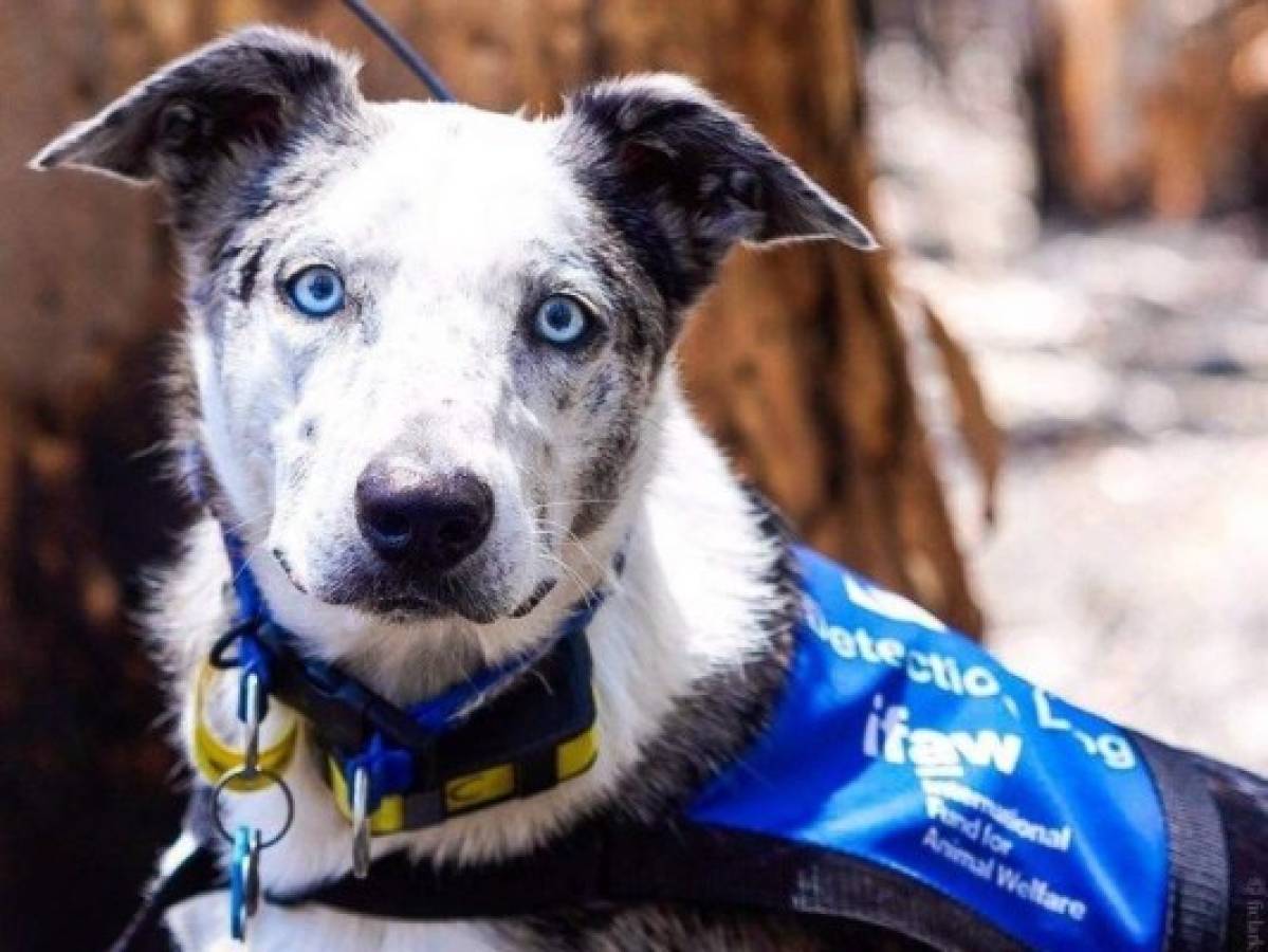 Oso, el perrito que rescata koalas de los incendios en Australia