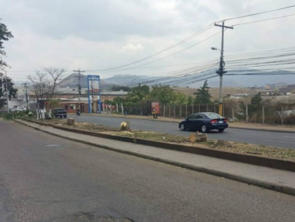 Cortan árboles para iniciar el túnel de la 21 de Octubre de Tegucigalpa