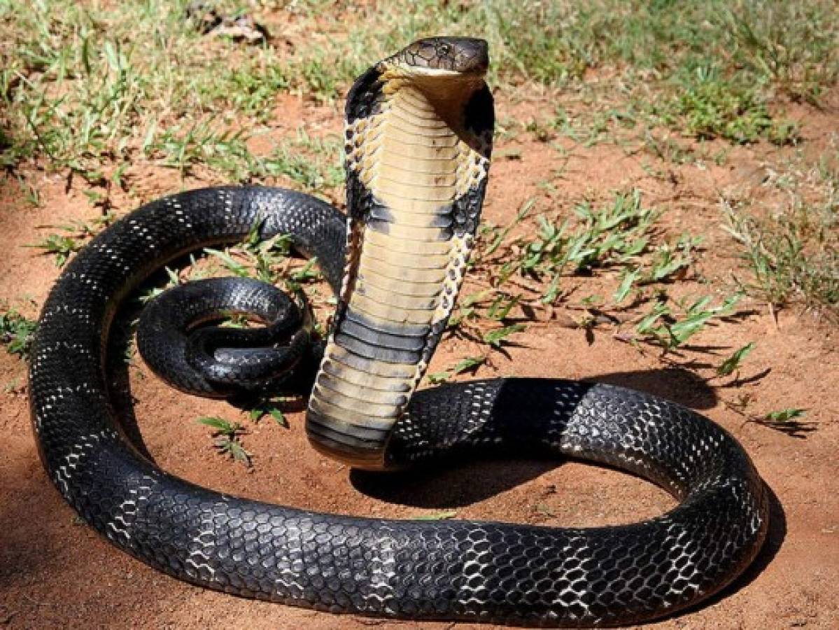 Acusan a hombre de matar a su esposa con una cobra  