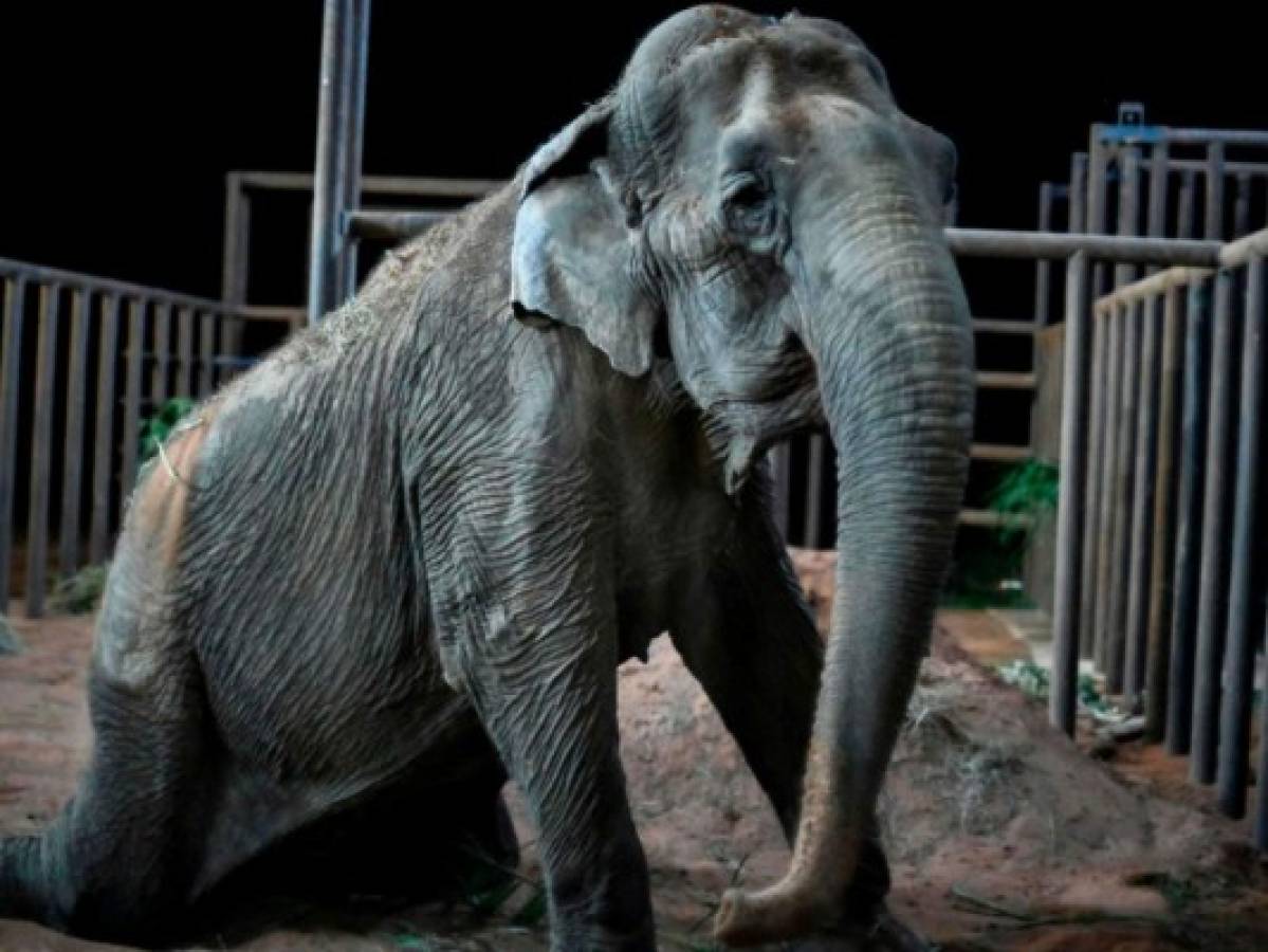 Ramba, una elefanta rescatada de un circo, llega a un santuario en Brasil