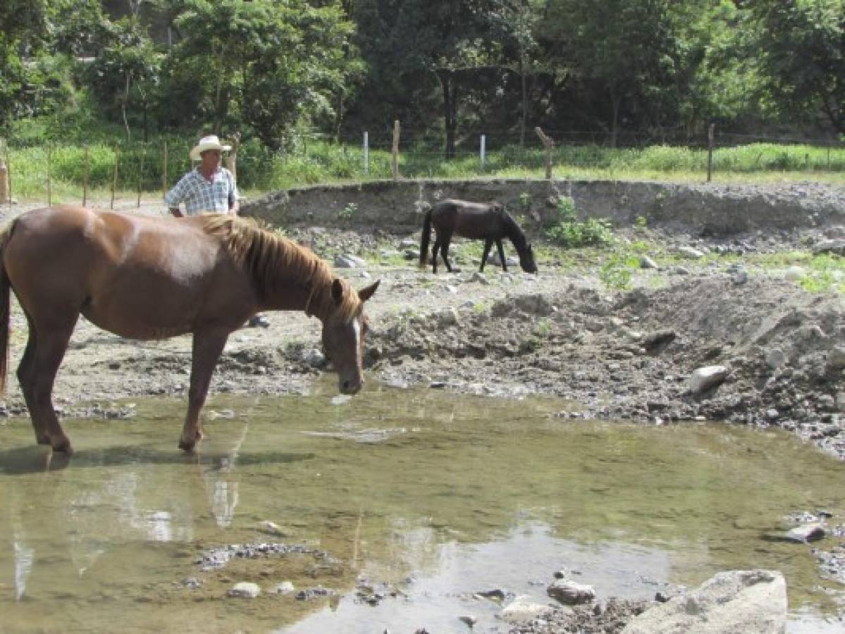 Extendida sequía agobia al 95% de los habitantes de El Paraíso