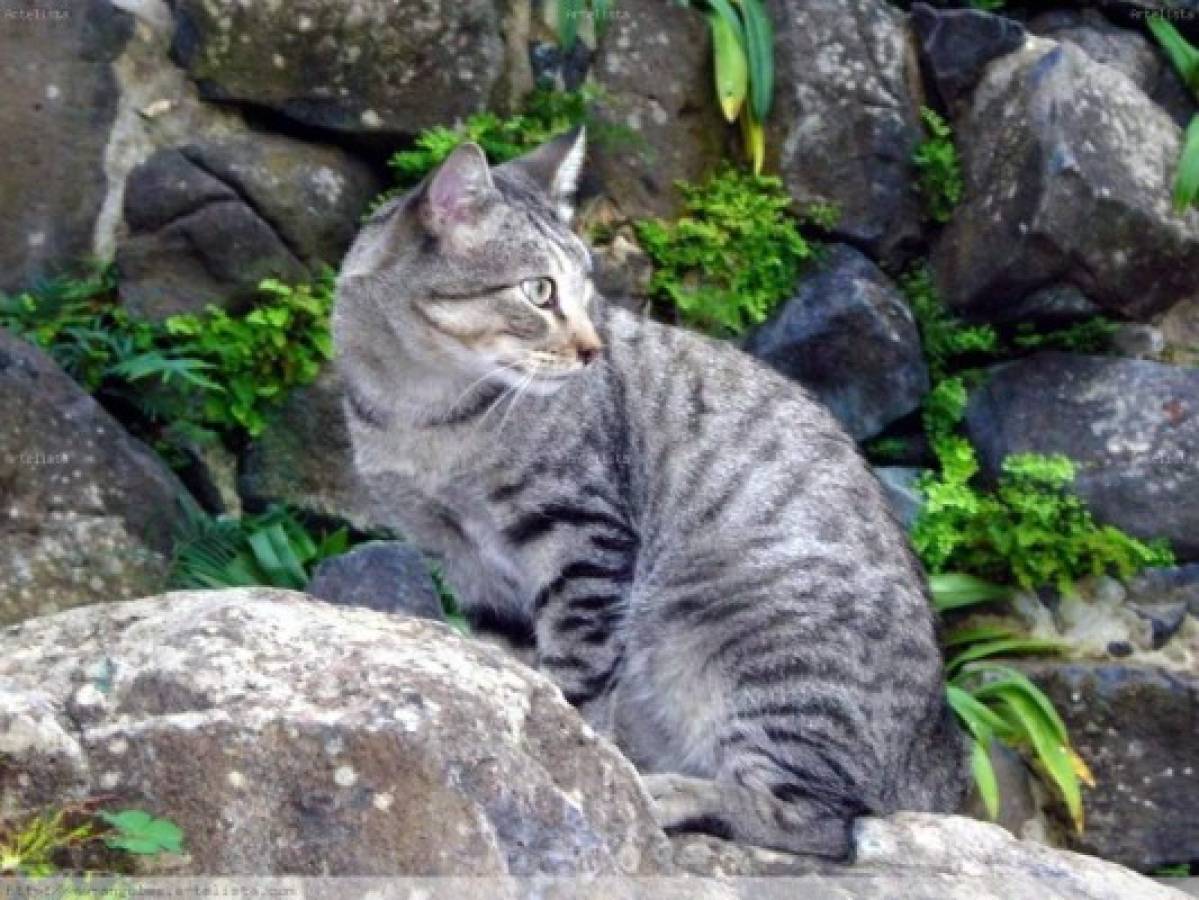 Las seis razas de gatos más amigables