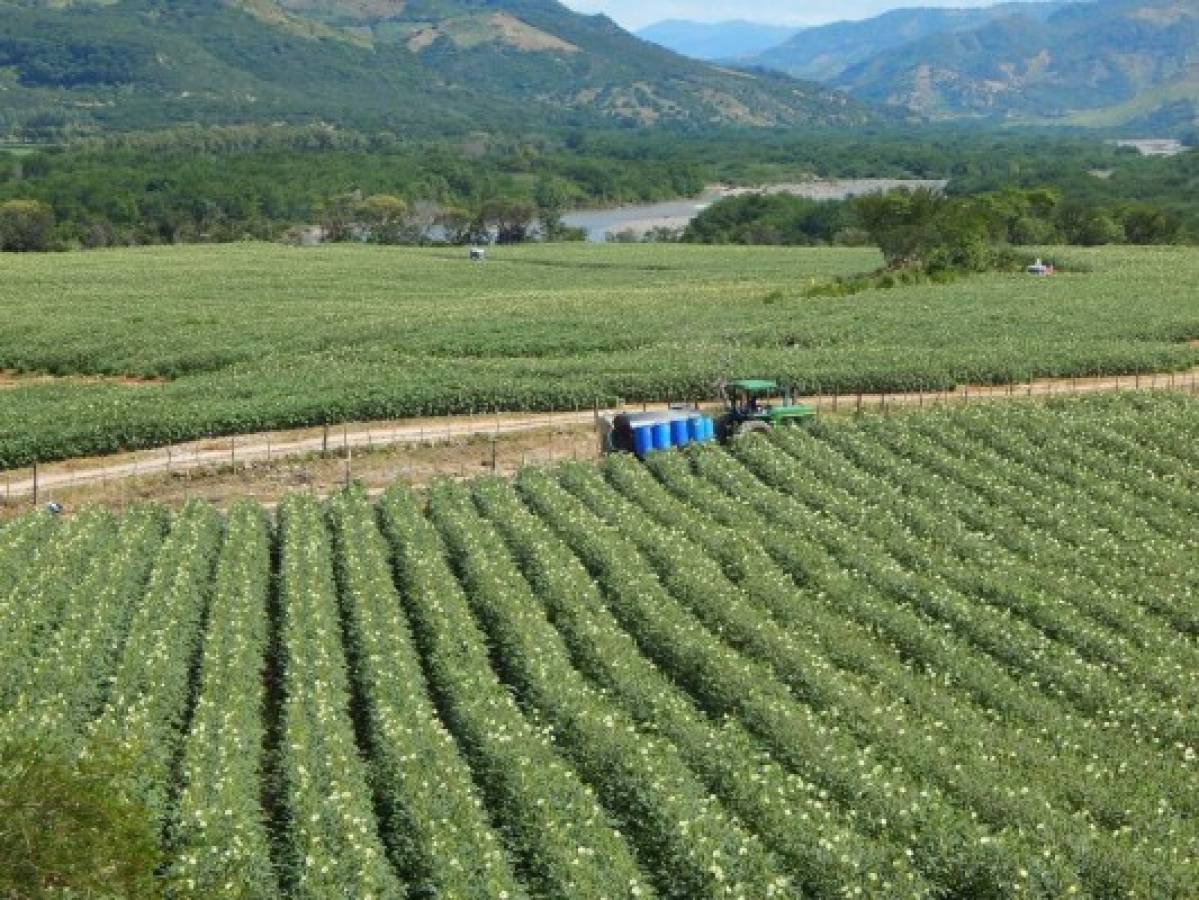 Exportación agrícola crecerá un 10%