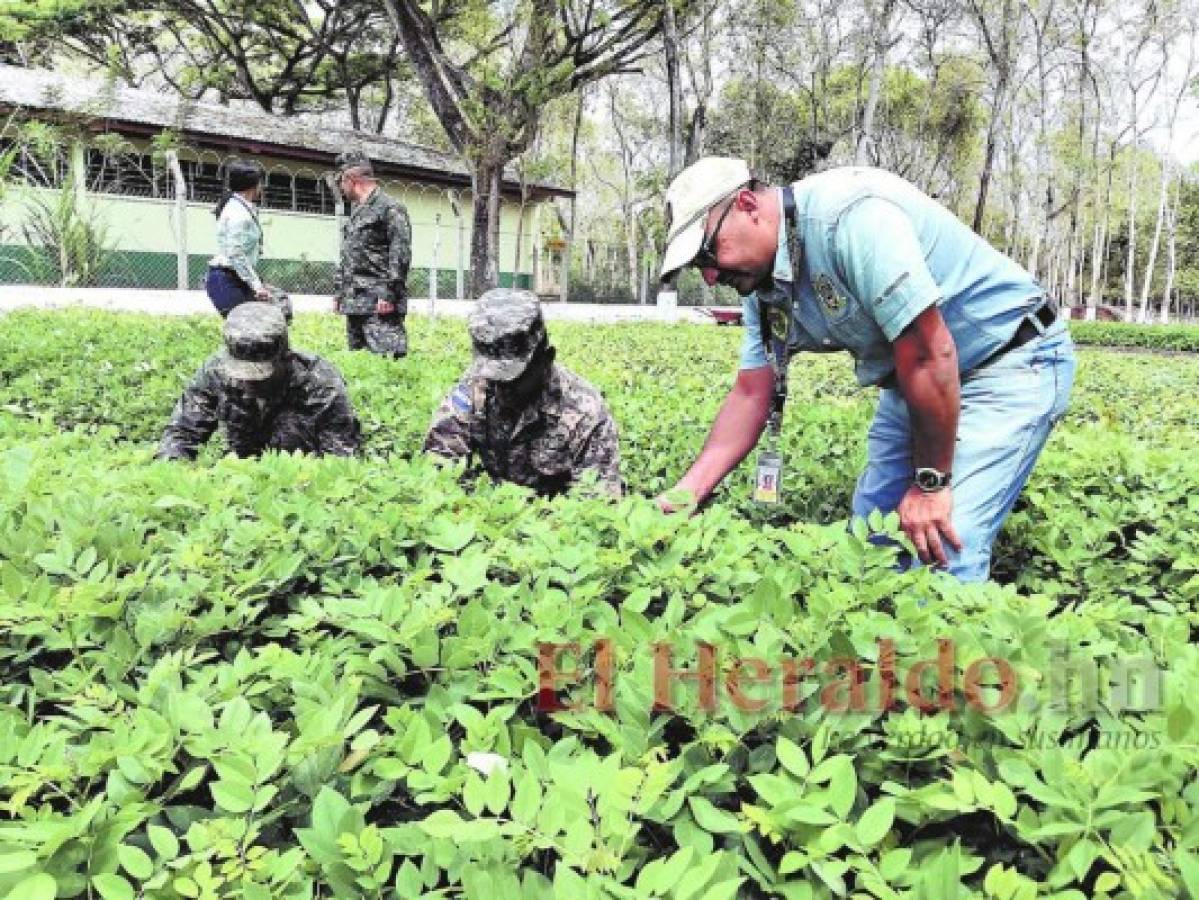 Bosque modelo, un ejemplo de conservación forestal en Danlí