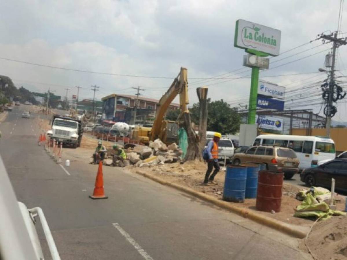 Cortan árboles para iniciar el túnel de la 21 de Octubre de Tegucigalpa