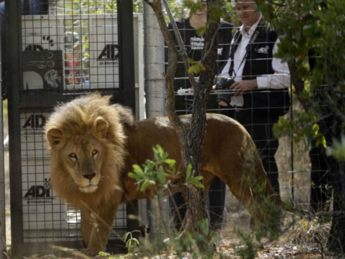 Leones en India se comen a tres personas y vivirán en cautiverio