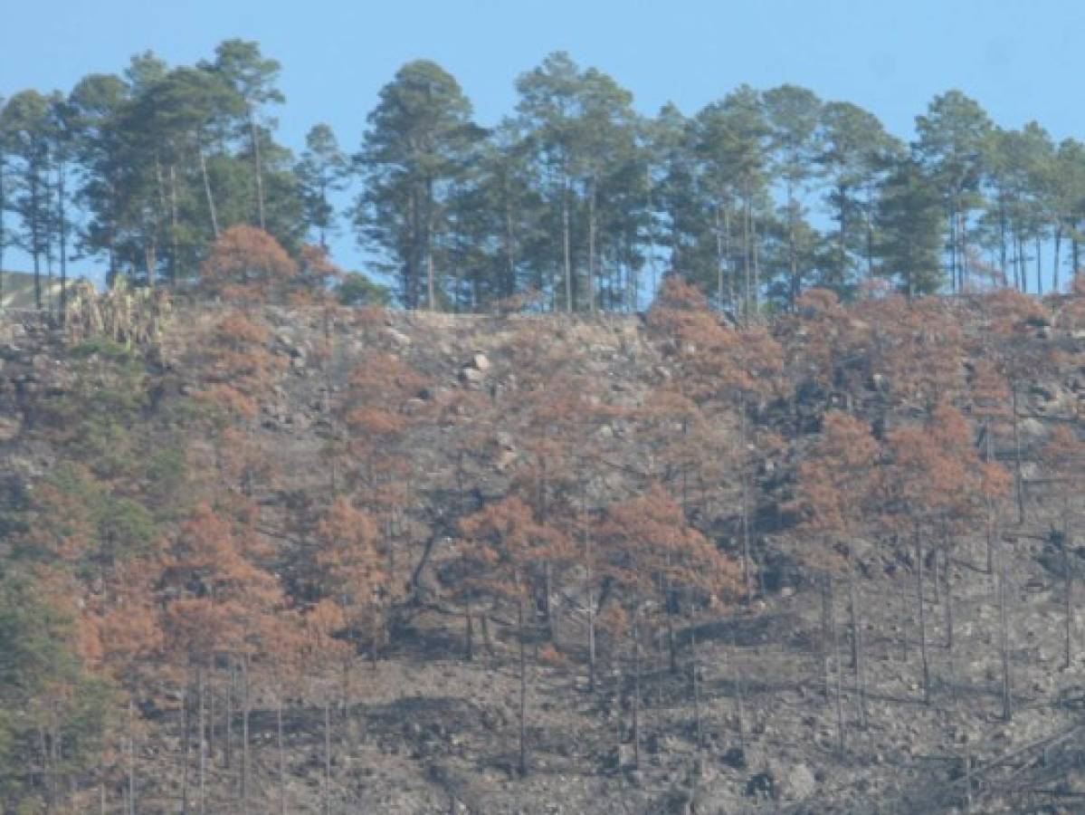 Discuten Ley de Emergencia para erradicar gorgojo