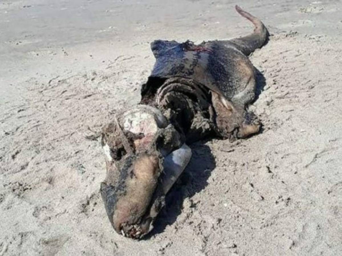 Hallan misteriosa criatura en una playa de Reino Unido