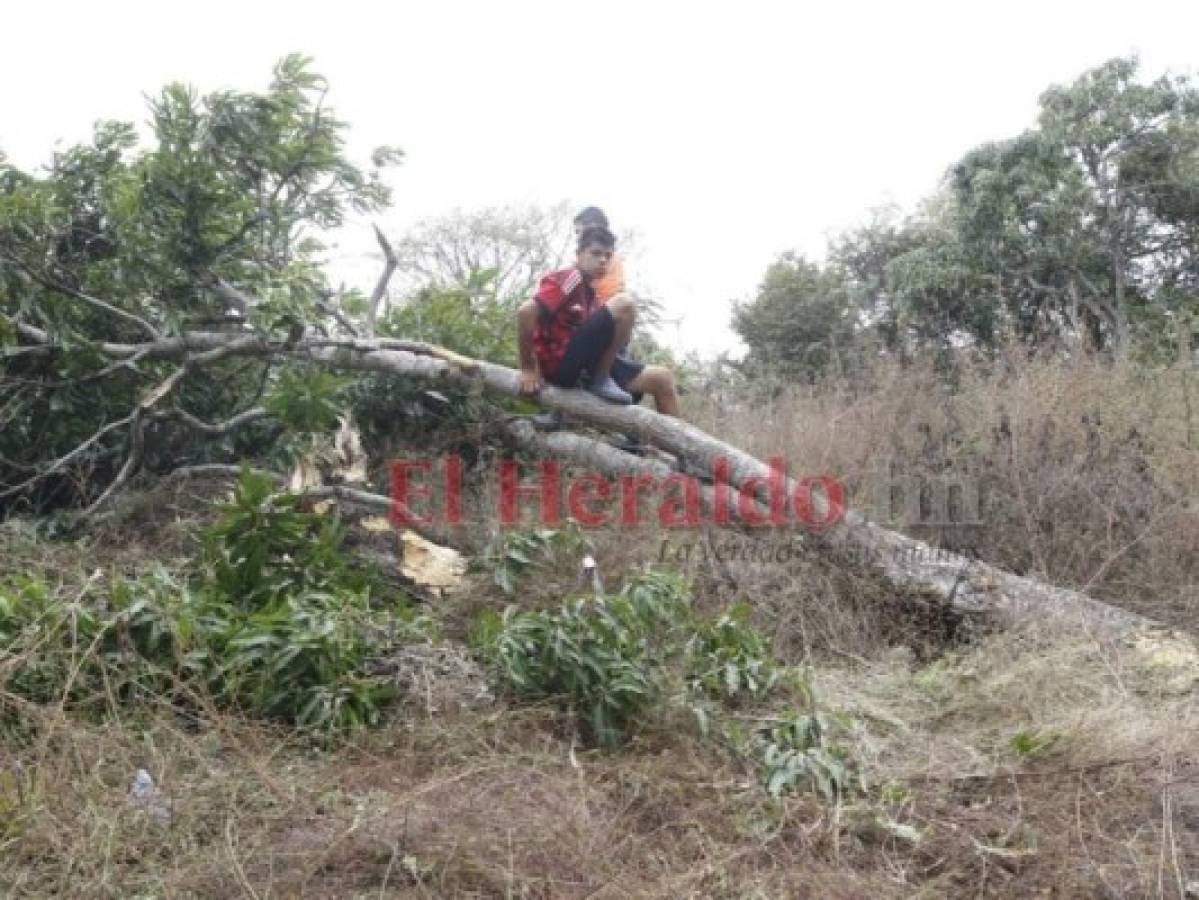 Al no poder detenerse, el pesado vehículo arrancó de raíz varios árboles de la zona. Foto: Estalin Irías/ EL HERALDO