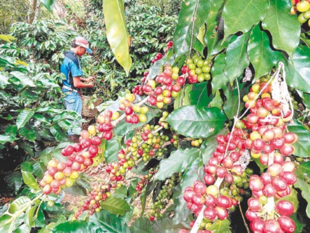 Productores de café de Olancho le apuestan a la expansión del rubro