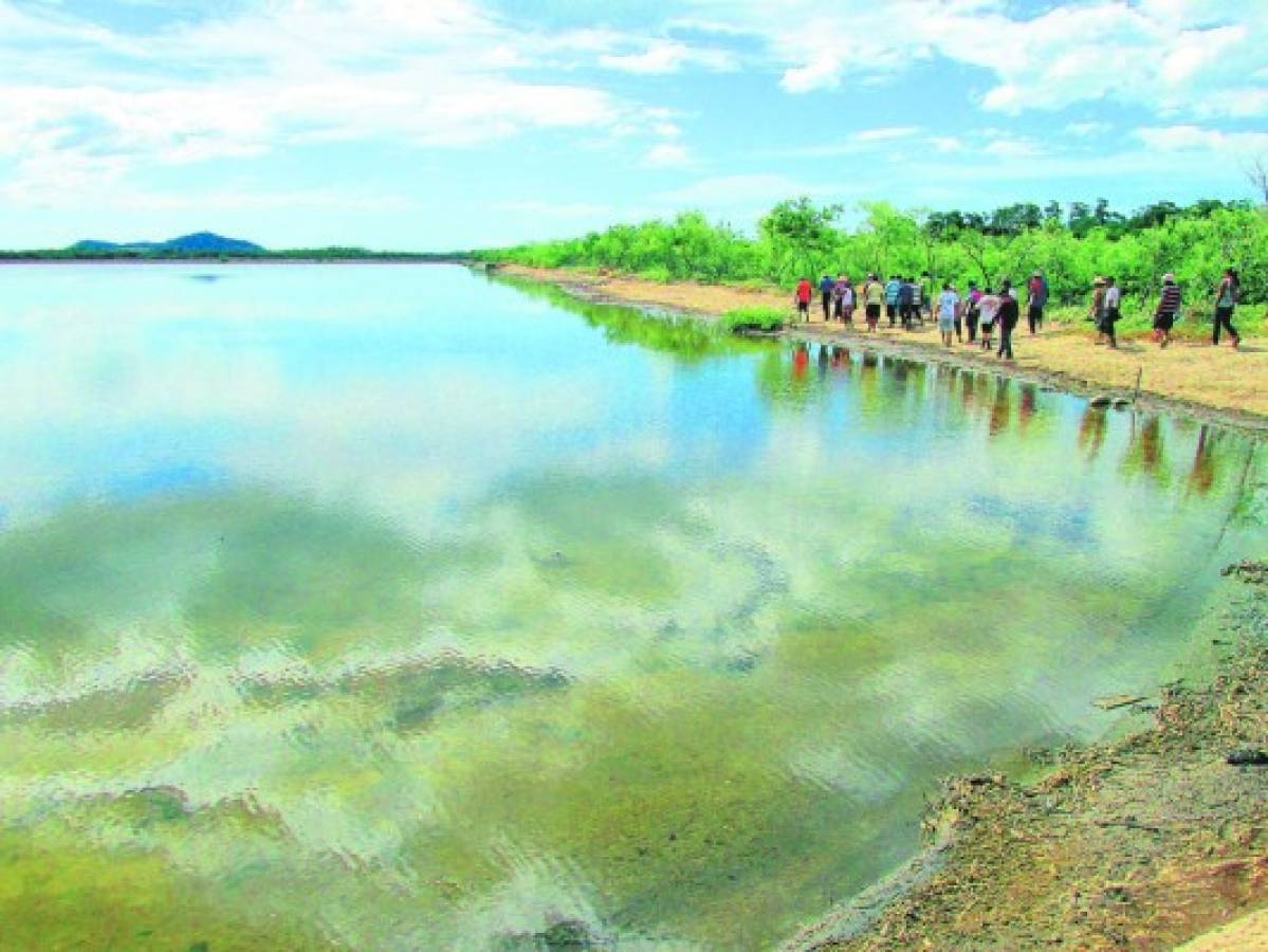 Honduras: Sin operar pueden quedar 283 fincas por no legalizarse