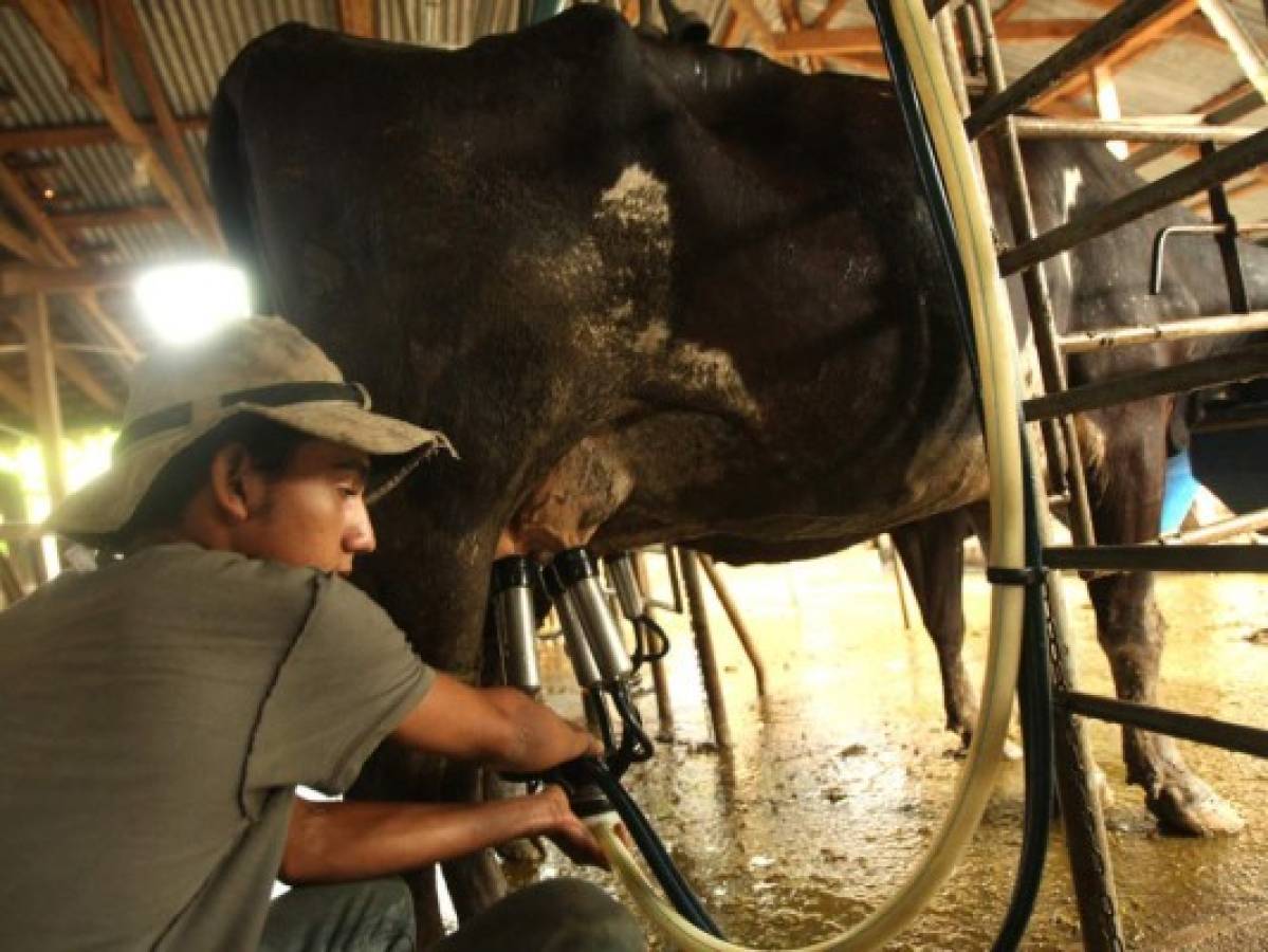 En más de 25 millones de litros al año crecerá la producción de leche