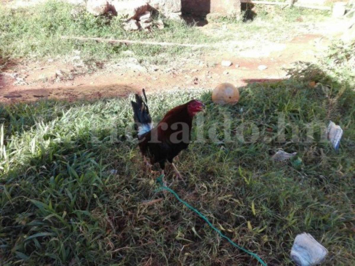 Honduras: Verdadero dueño del gallo dice que lo vende por L 100 mil