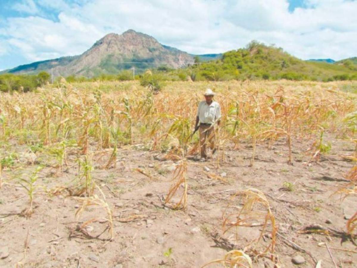 Pronostican una canícula extensa, pero no severa en Honduras