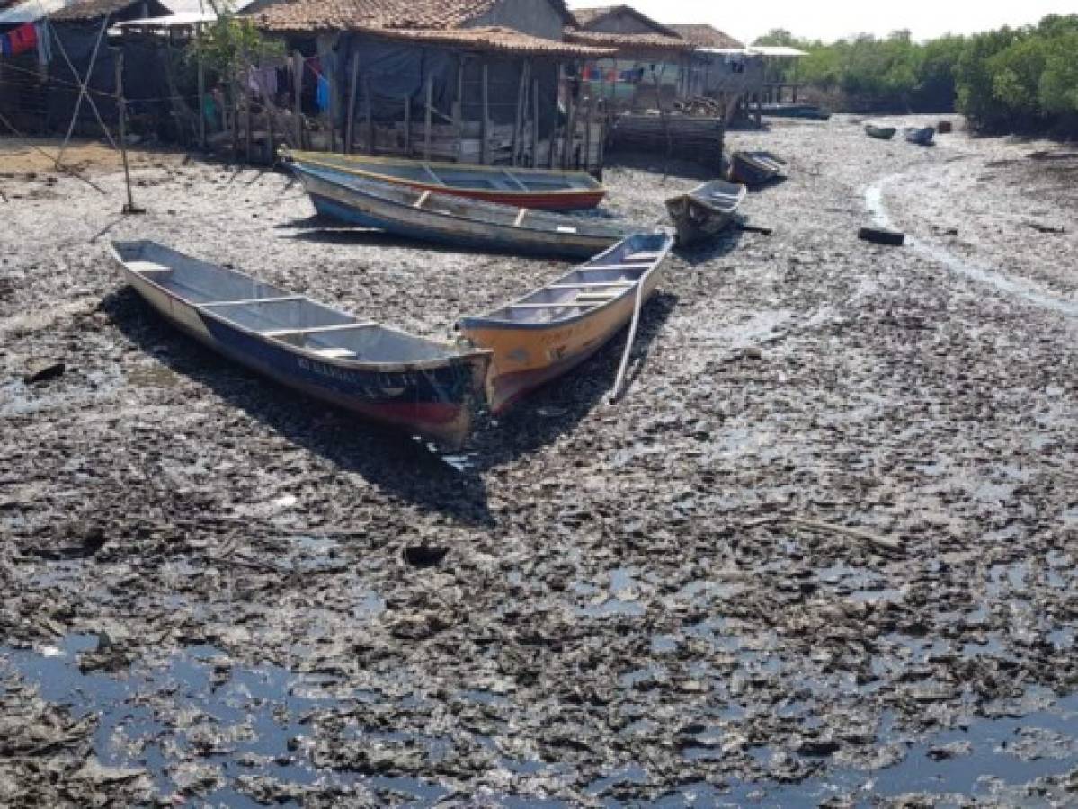 Experto mexicano llegará para indagar muerte de moluscos en el sur  