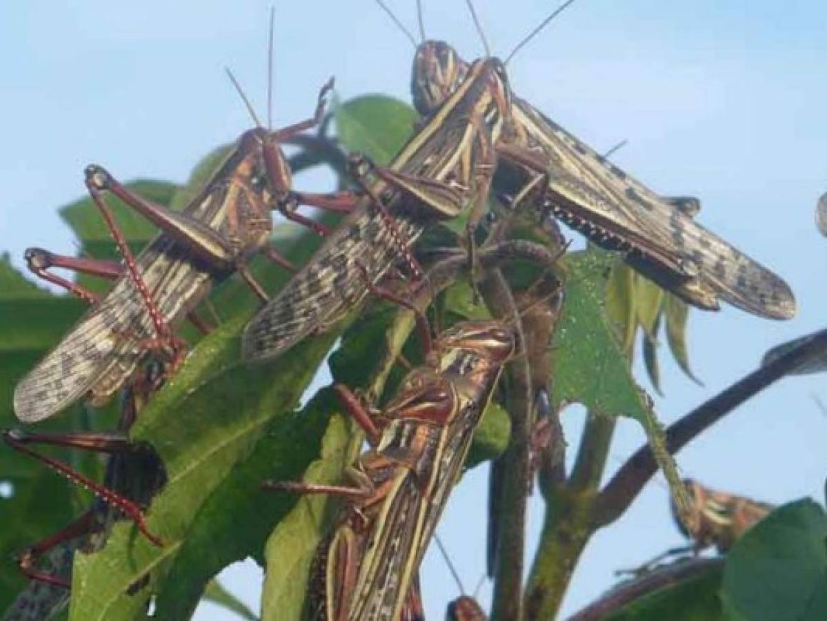 Centroamérica en alerta por voraz langosta