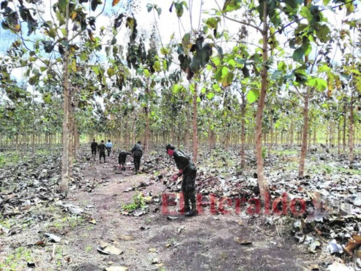 Bosque modelo, un ejemplo de conservación forestal en Danlí