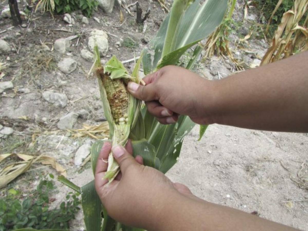 Extendida sequía agobia al 95% de los habitantes de El Paraíso