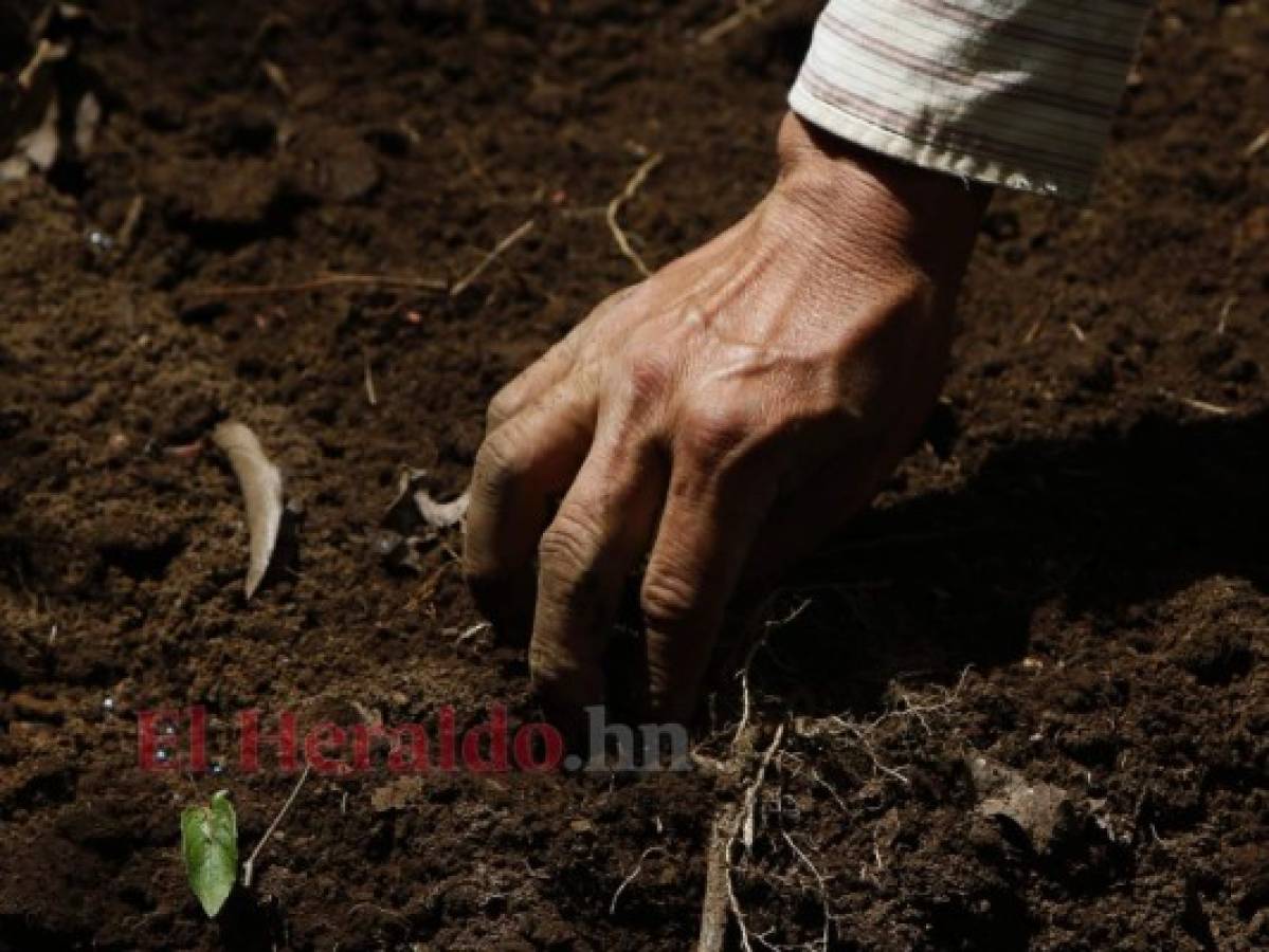 Honduras: Altas temperaturas y sequía se agudizarán por cambio climático