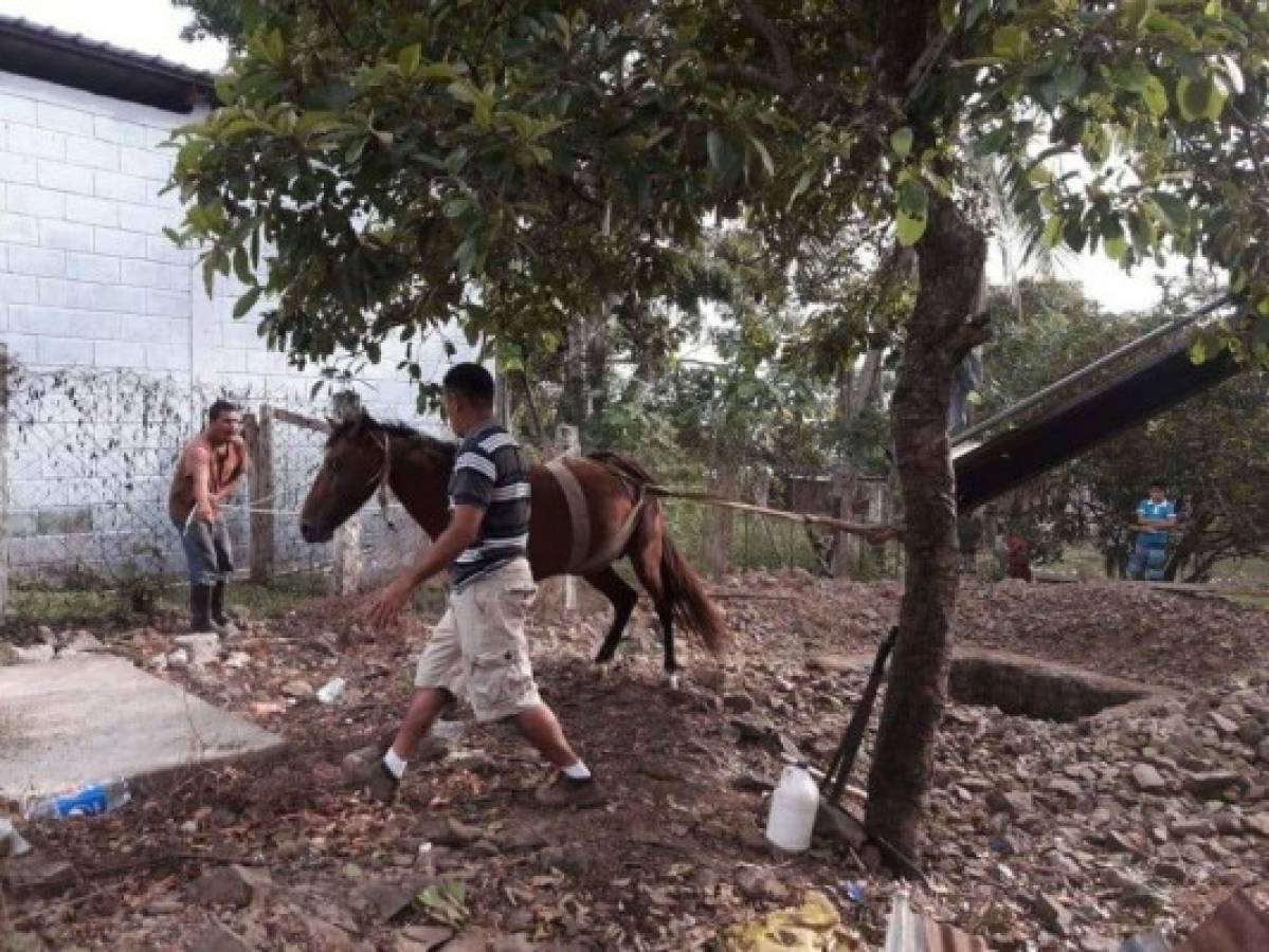 El noble rescate de un caballo atrapado en una fosa séptica en Quimistán, Santa Bárbara