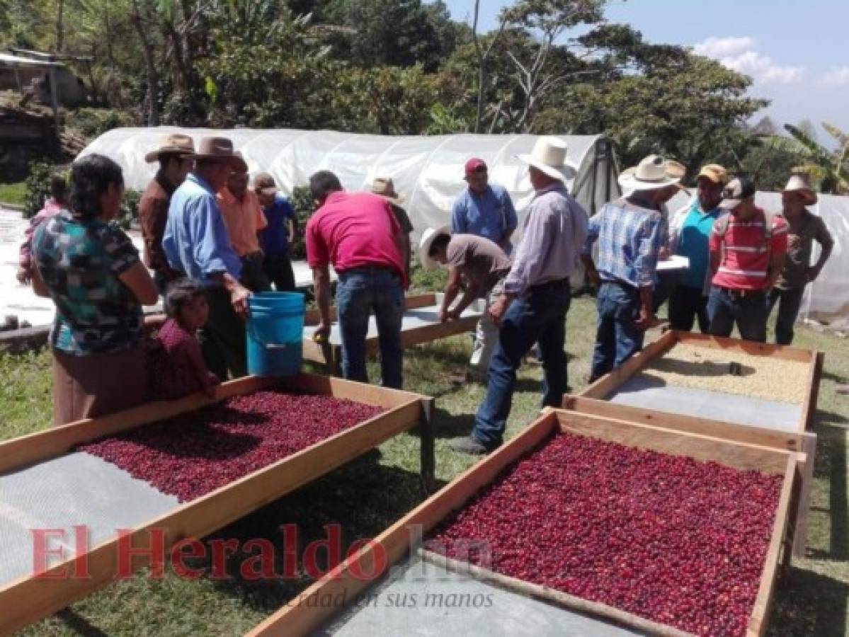 Unos 300 millones de lempiras en préstamos dieron a los caficultores en Comayagua