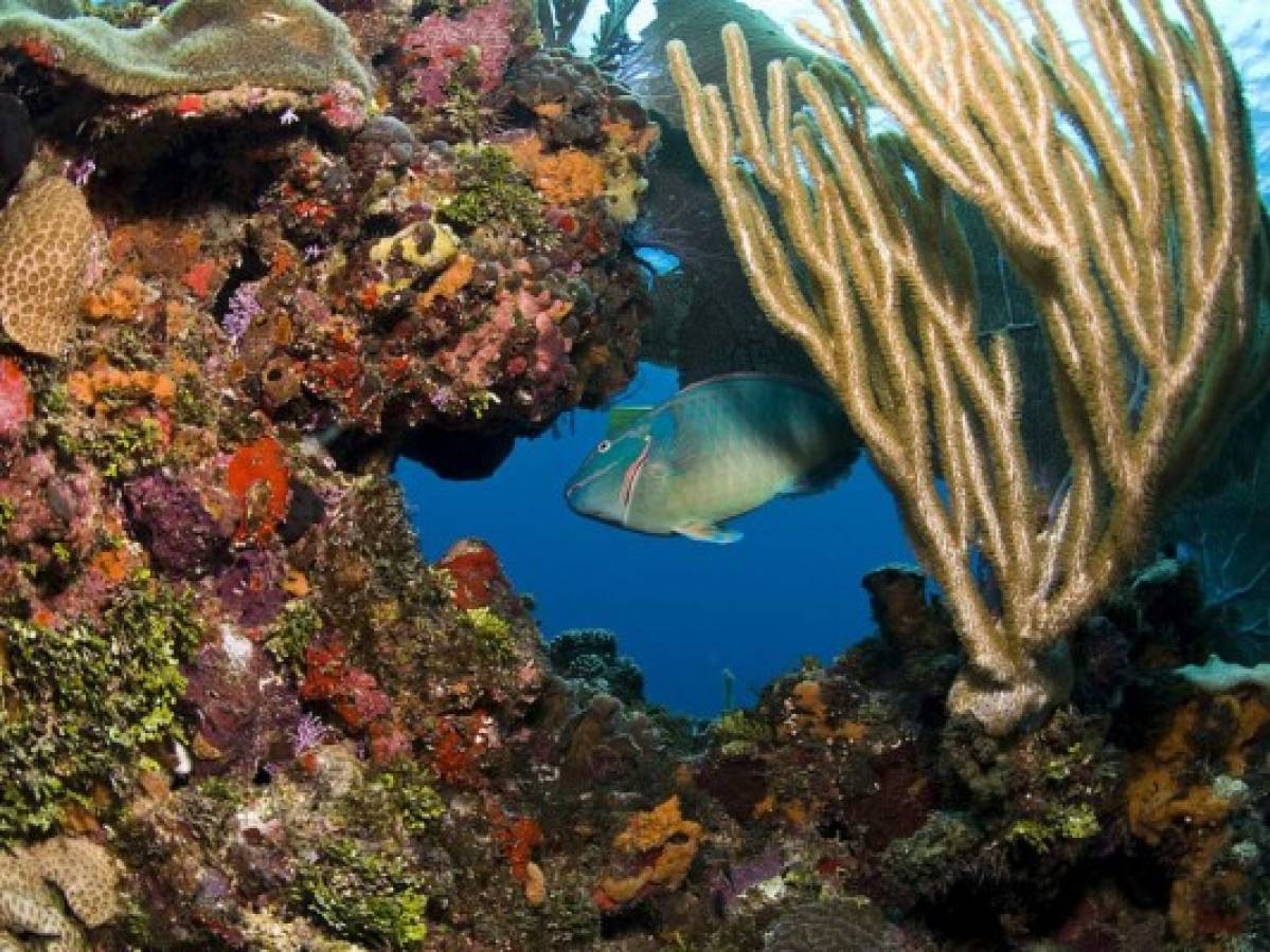 Arrecifes coralinos del corredor mesoamericano se han deteriorado