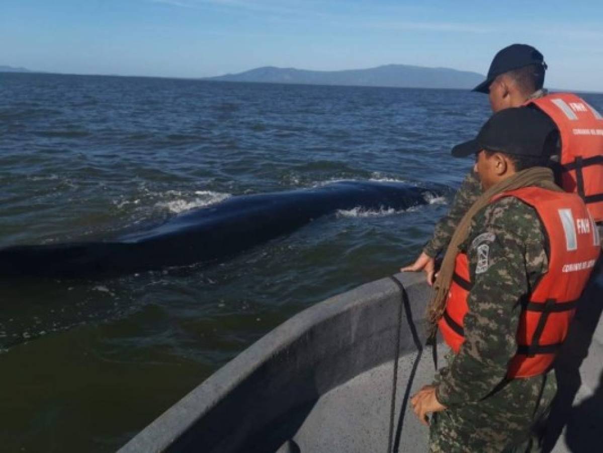 El momento en que la ballena nadaba libre de la red que la atrapó durante algún tiempo.